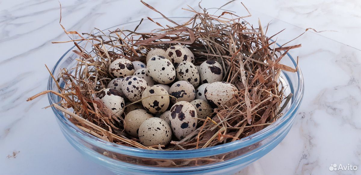 Домашние яйца перепелиные купить на Зозу.ру - фотография № 1