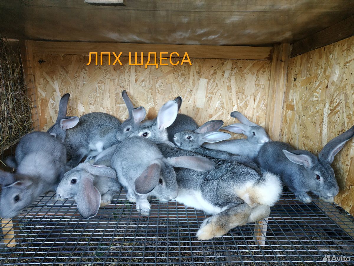 Кролики быстрого набора веса купить на Зозу.ру - фотография № 1
