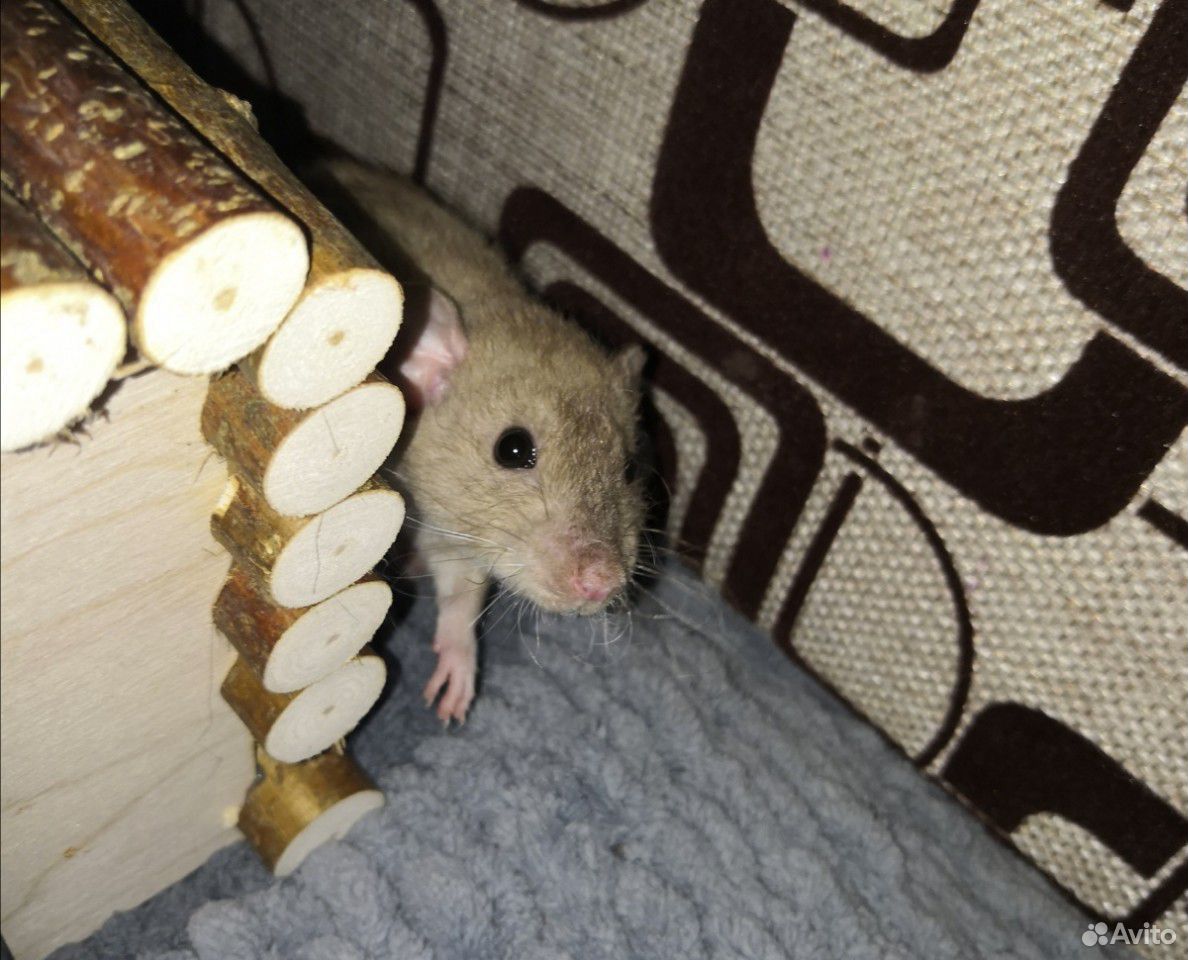 Крыса Dumbo Rex девочка 3 мес+Клетка с оснащением купить на Зозу.ру - фотография № 4