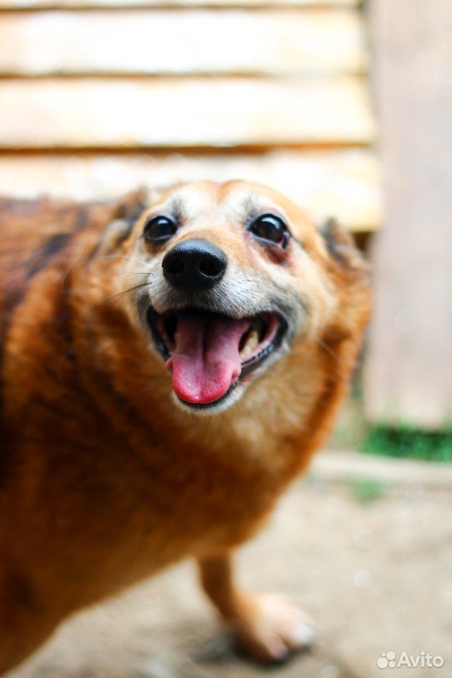 Собака ищет дом бесплатно купить на Зозу.ру - фотография № 1