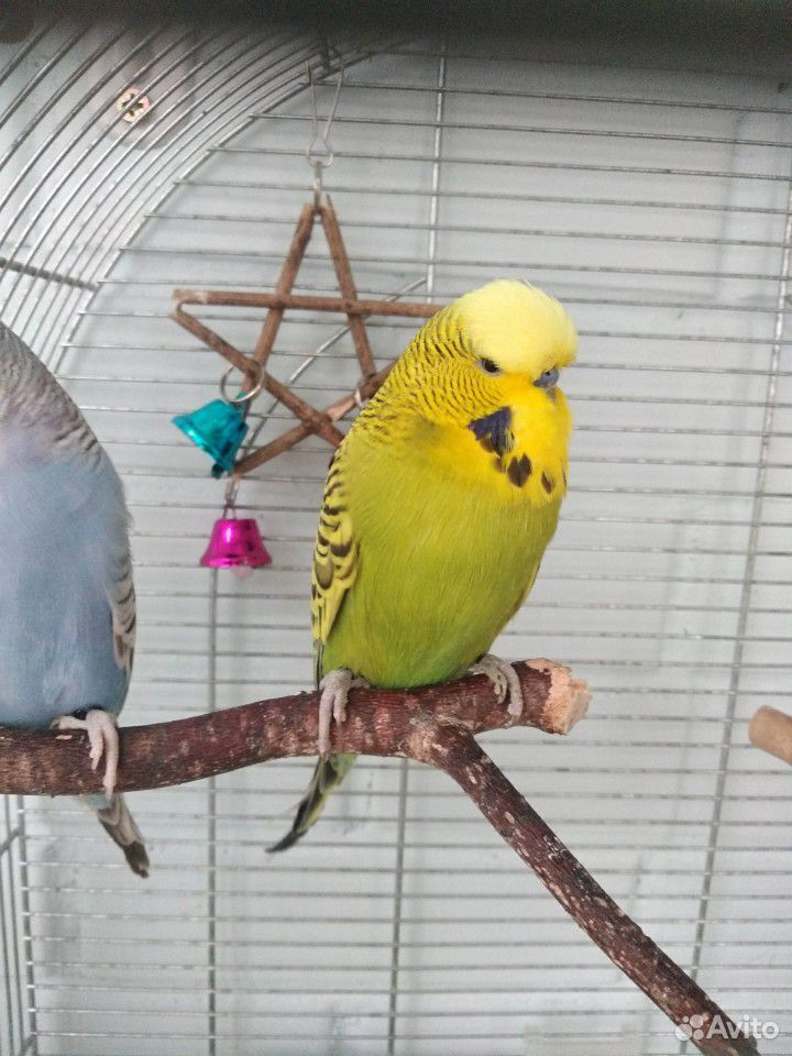 Пара выставочных волнистых попугаев, ввп чех купить на Зозу.ру - фотография № 5