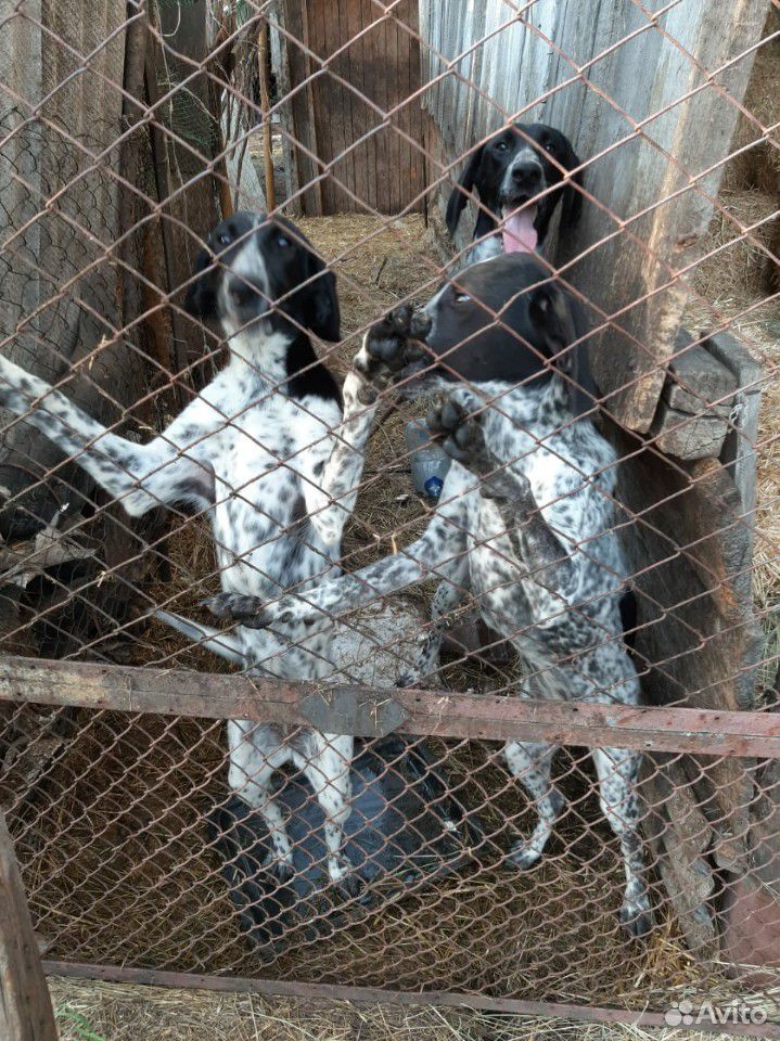Охотничие собаки купить на Зозу.ру - фотография № 3