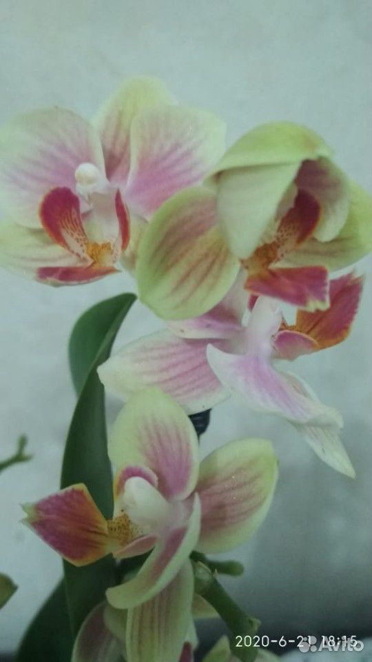 Орхидея фаленопсис цветущие купить на Зозу.ру - фотография № 1