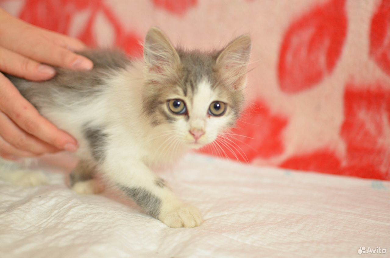 приют покровитель