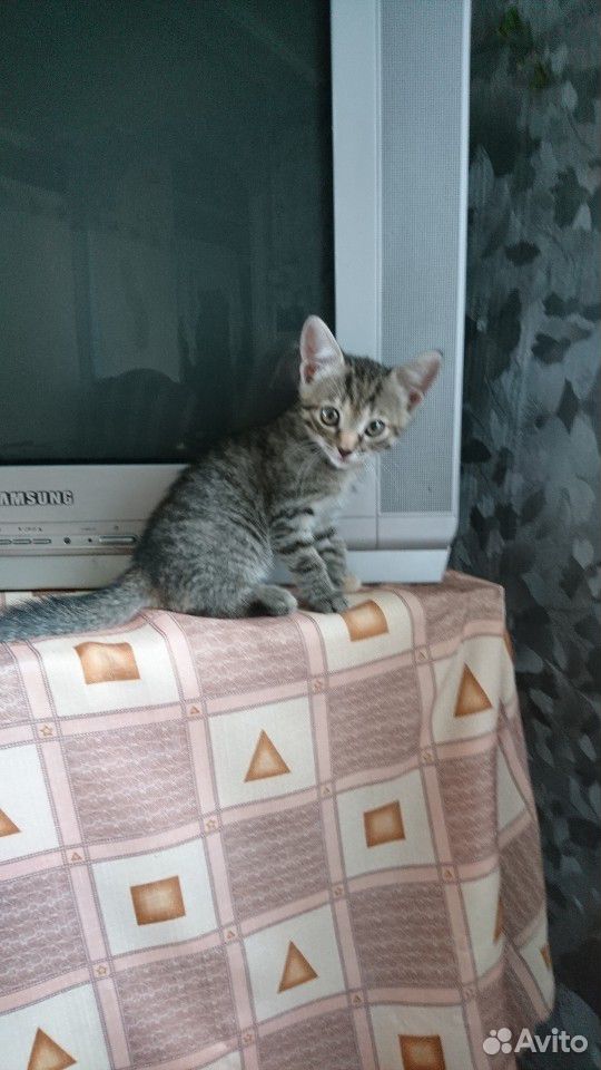 Кошка, двухмесячная купить на Зозу.ру - фотография № 1