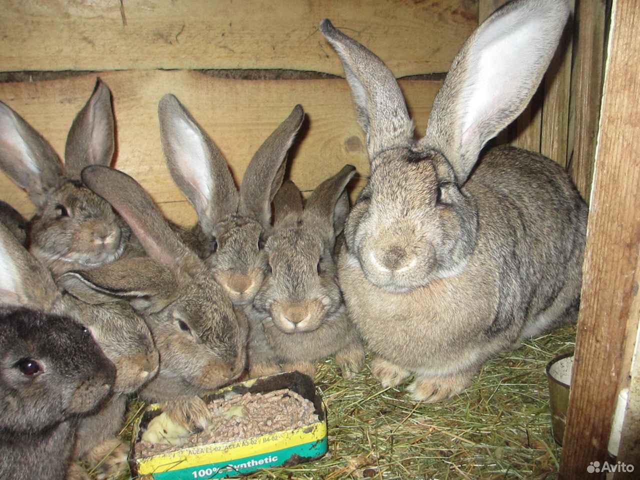 Кролики породы фландэр купить на Зозу.ру - фотография № 1