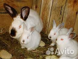 Кролики на племя колифорнийские купить на Зозу.ру - фотография № 2