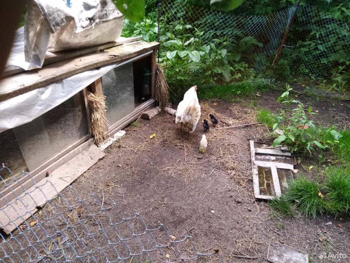 Курица с цыплятами купить на Зозу.ру - фотография № 4