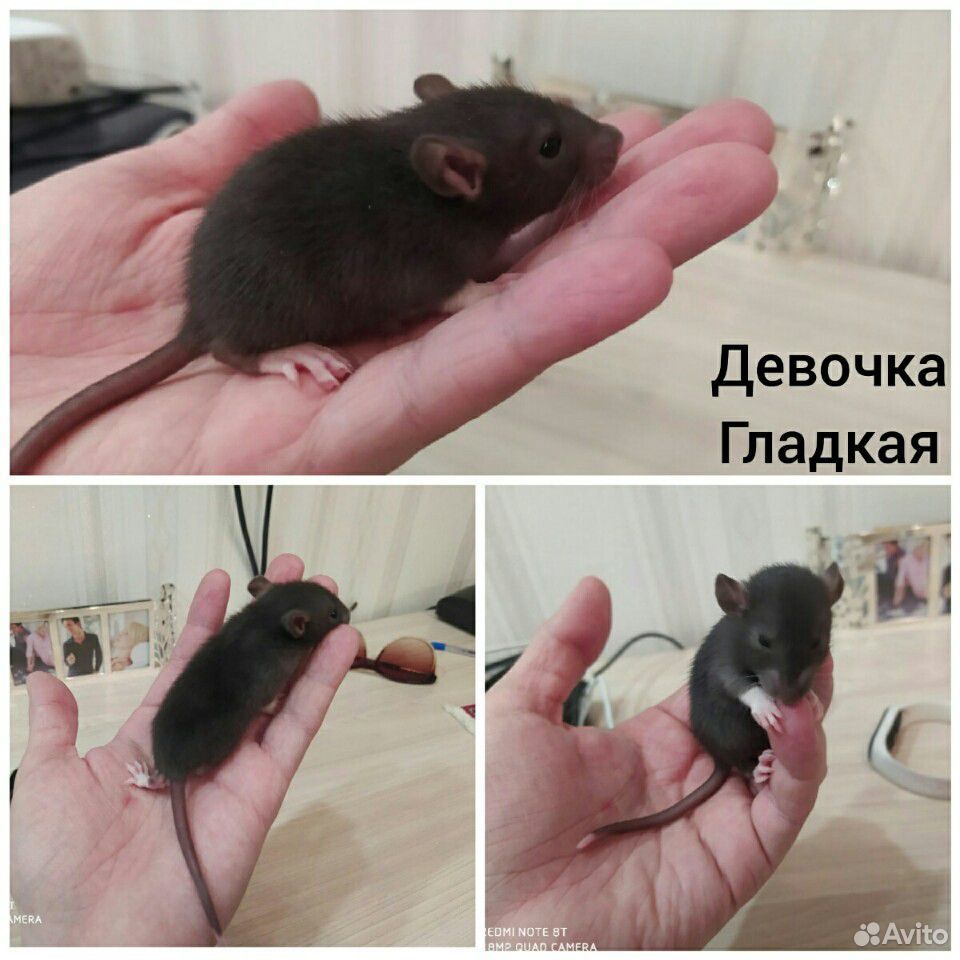 Крысята декоративные купить на Зозу.ру - фотография № 2