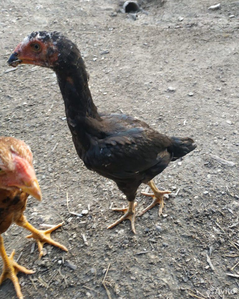 Мощные цыплята купить на Зозу.ру - фотография № 3