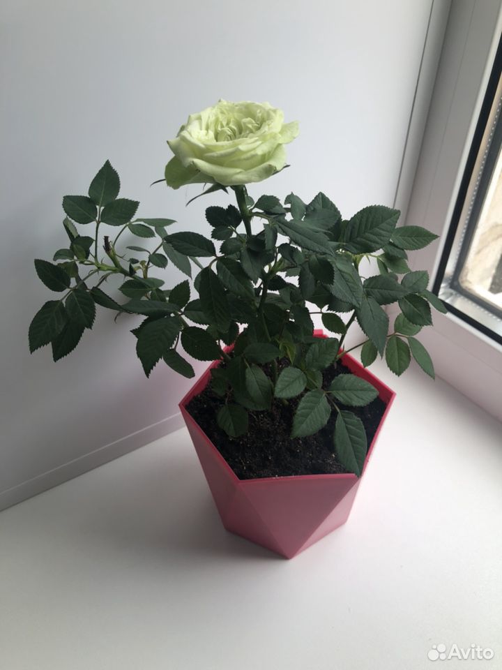 Роза белая купить на Зозу.ру - фотография № 2