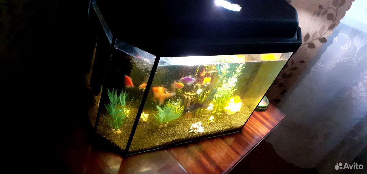 Готовый аквариум с жильцами купить на Зозу.ру - фотография № 9