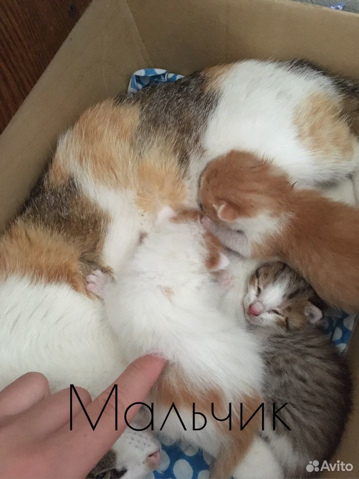Котята домашние купить на Зозу.ру - фотография № 2