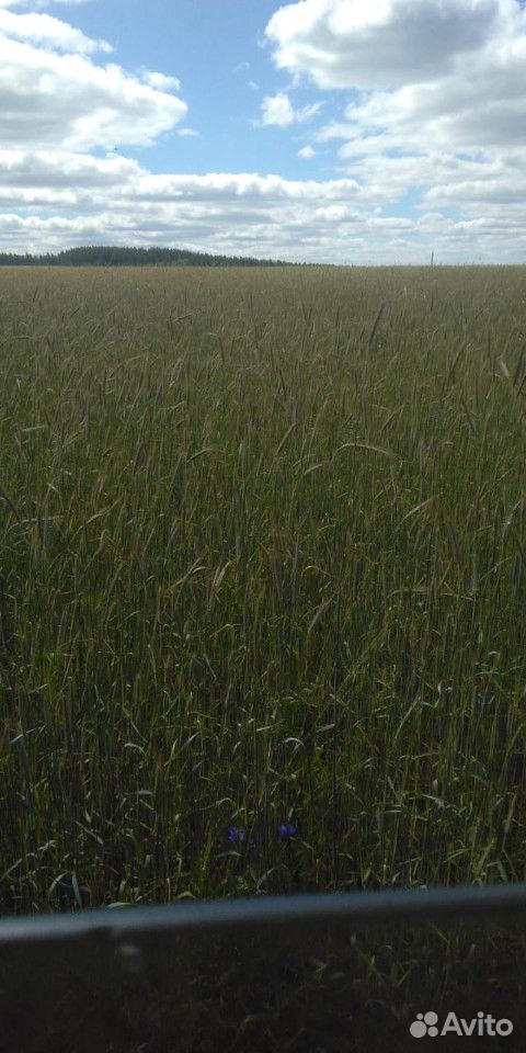 Зерно-пшеница,ячмень,рожь купить на Зозу.ру - фотография № 8