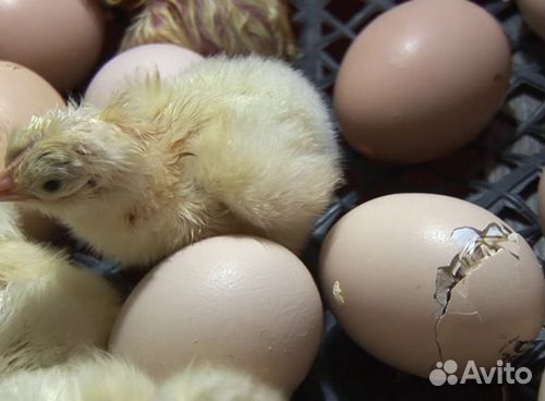 Продажа молодняка, инкубационного яйца купить на Зозу.ру - фотография № 4