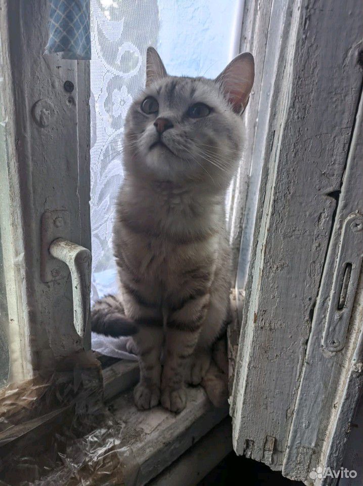 Американский короткошерстный котик купить на Зозу.ру - фотография № 2