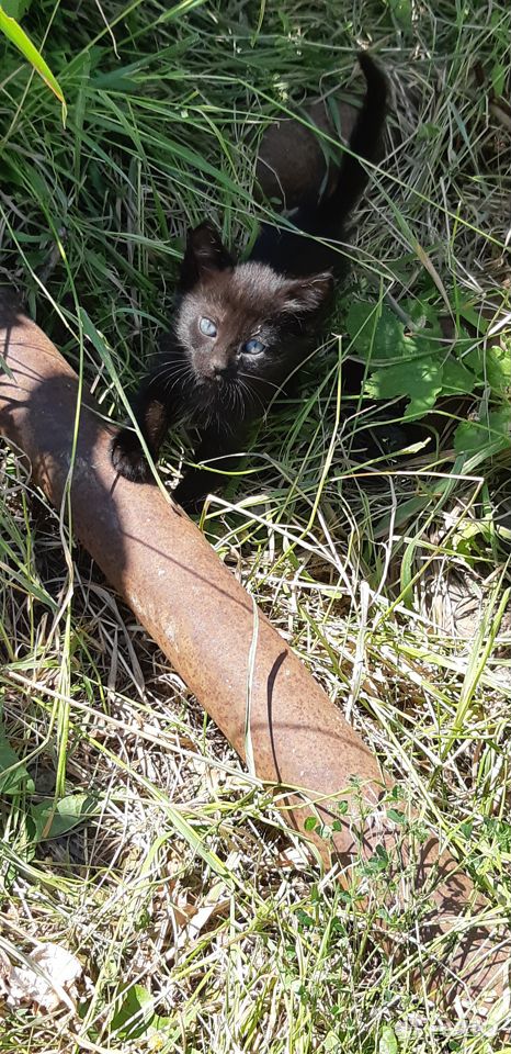Черный котик купить на Зозу.ру - фотография № 1
