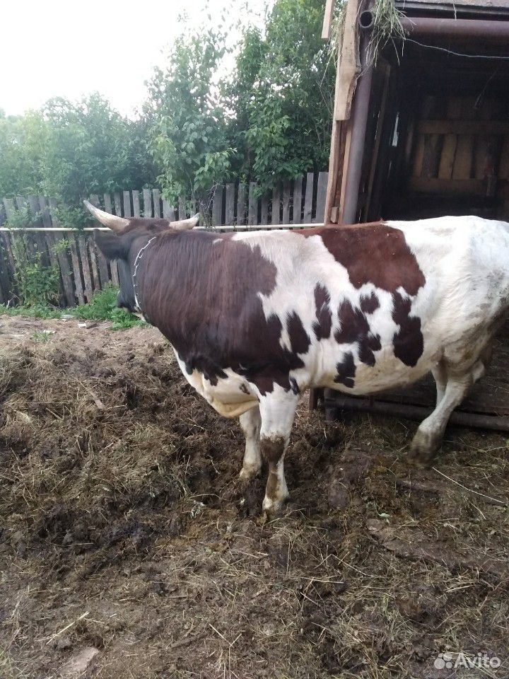 Чистопородный айрширский бык купить на Зозу.ру - фотография № 2