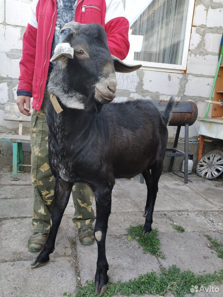 Козел производитель, коза купить на Зозу.ру - фотография № 2