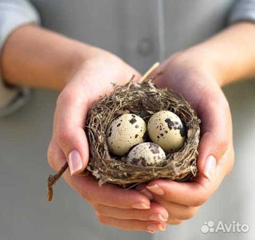 Яйцо инкубационное. Перепелиное купить на Зозу.ру - фотография № 1