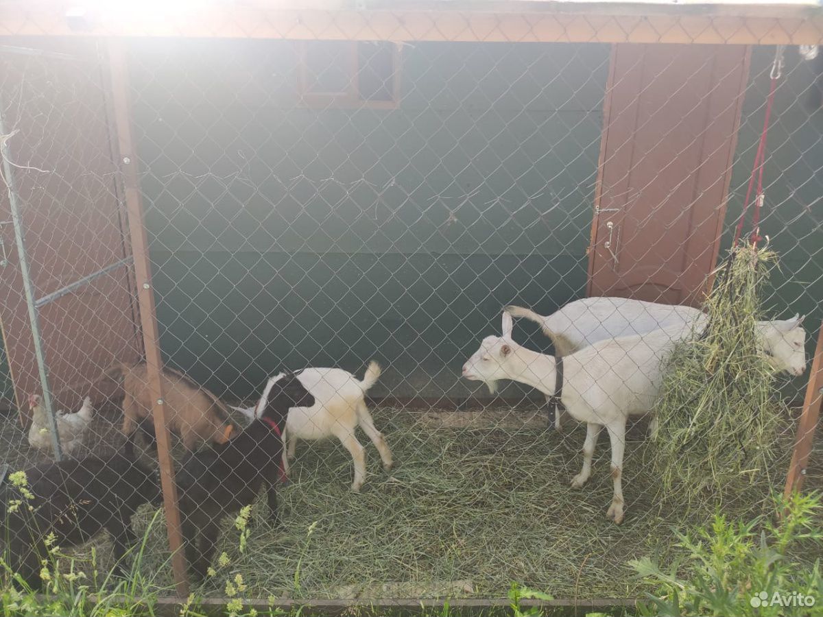 Продается стадо коз с козлятами купить на Зозу.ру - фотография № 6