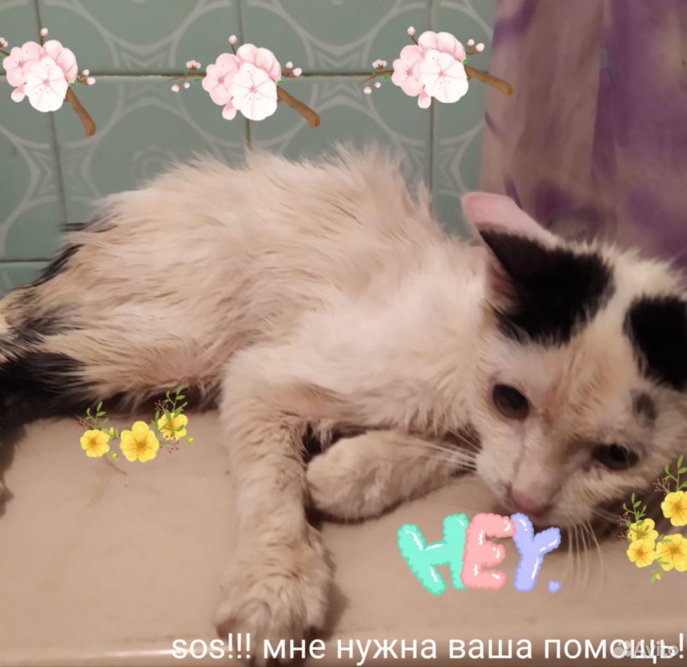 Котёнок 4,5 месяца. Нуждается в лечении купить на Зозу.ру - фотография № 1