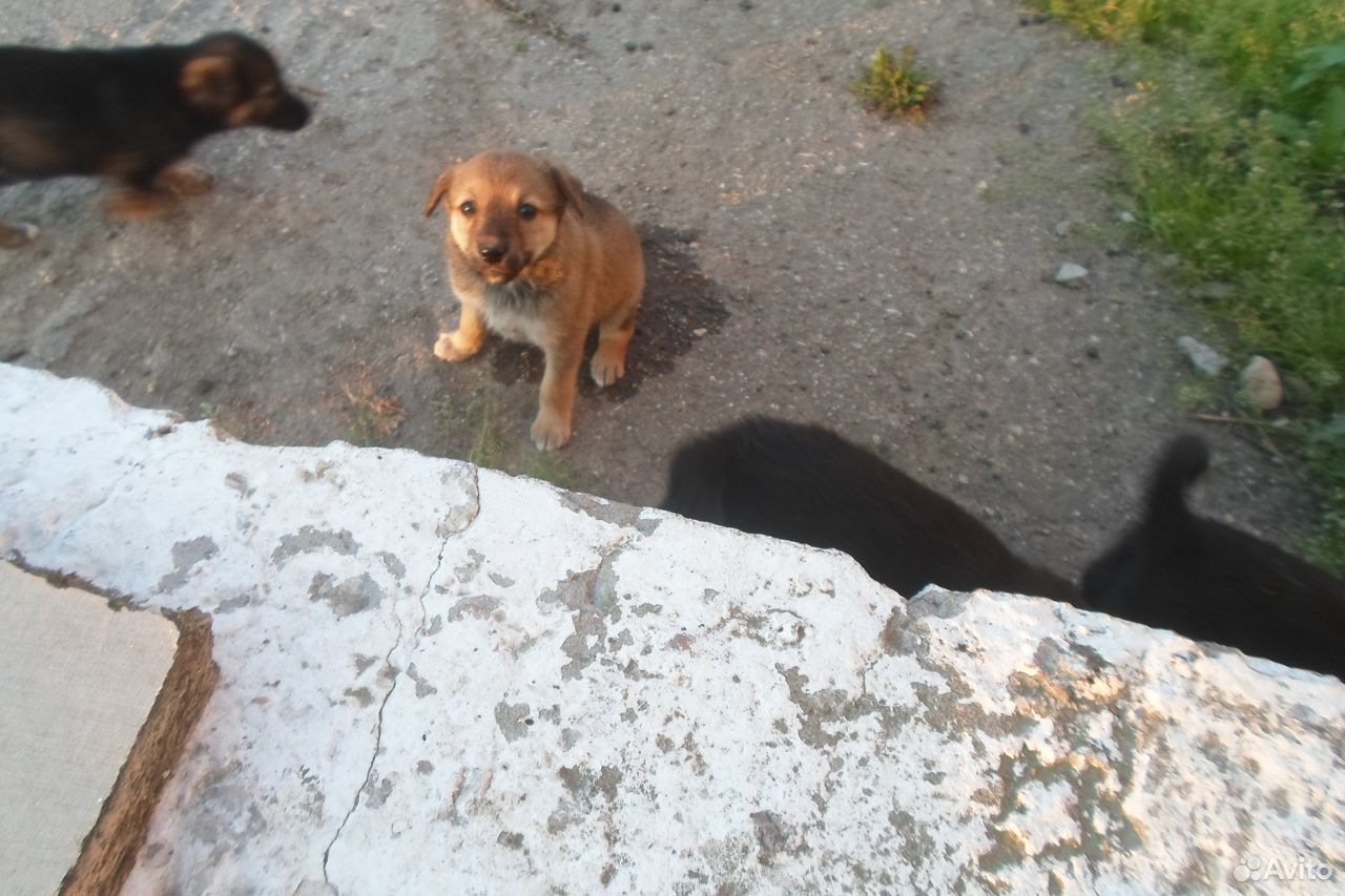 Четыре щенка,3 мальчика и одна девочка купить на Зозу.ру - фотография № 4