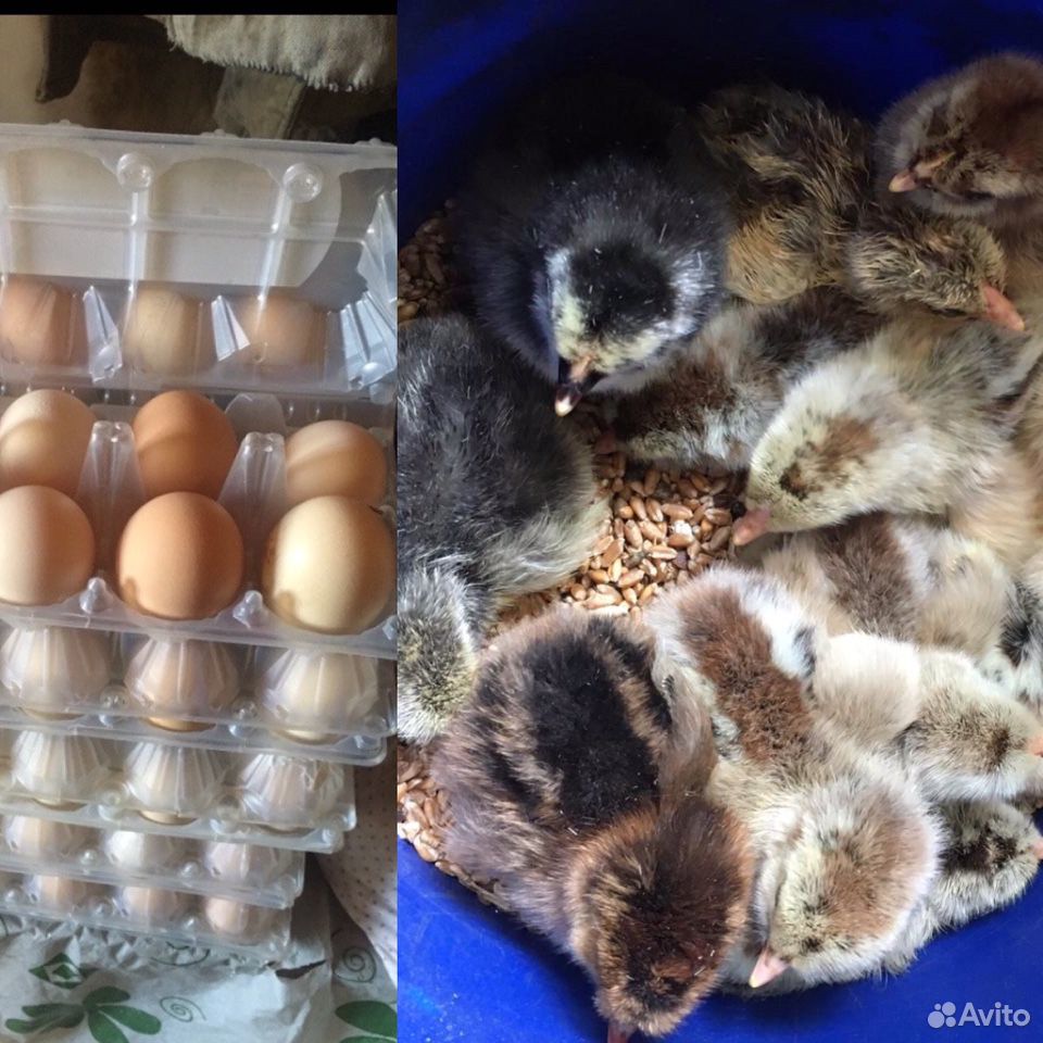 Яйца куриные на инкубацию купить на Зозу.ру - фотография № 1