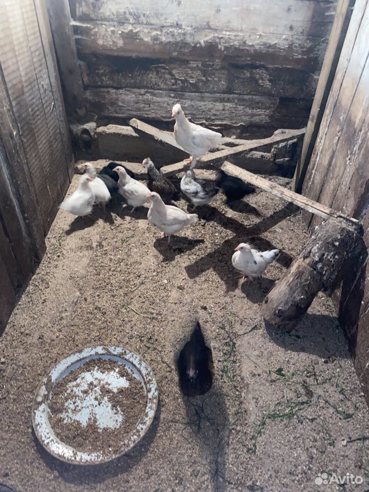 Продам поросят и цыплят купить на Зозу.ру - фотография № 2