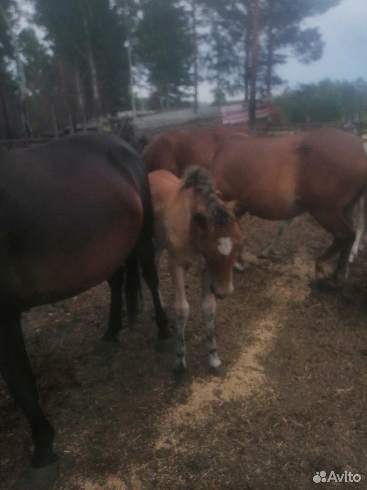 Лошади с жеребятами купить на Зозу.ру - фотография № 10