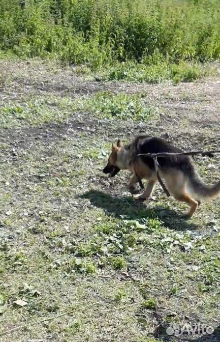 Умная активная красивая собака чистопородный немец купить на Зозу.ру - фотография № 2