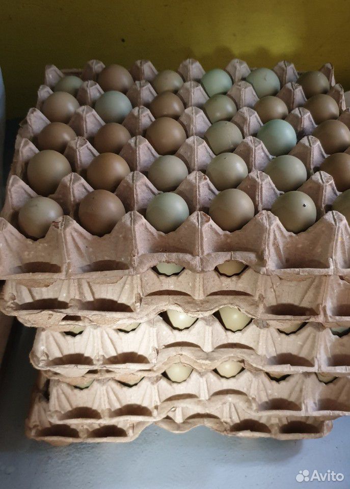 Инкубационное яйцо фазана купить на Зозу.ру - фотография № 5