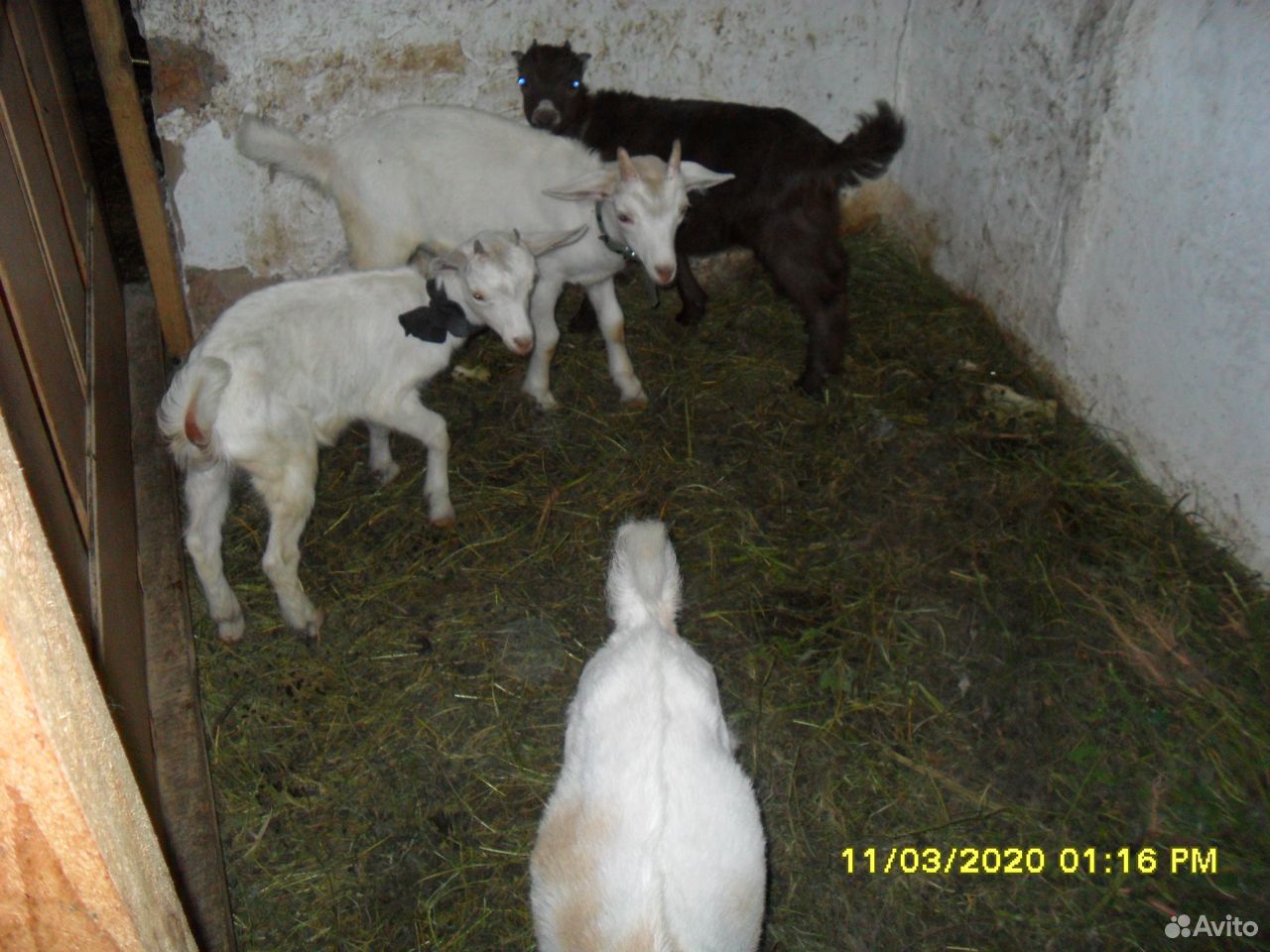 Козлята козы купить на Зозу.ру - фотография № 6