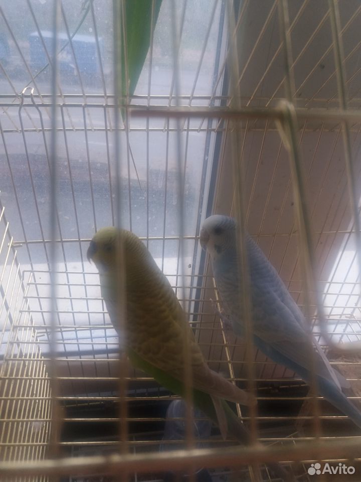 Продам 2-х попугаев с клеткой купить на Зозу.ру - фотография № 1
