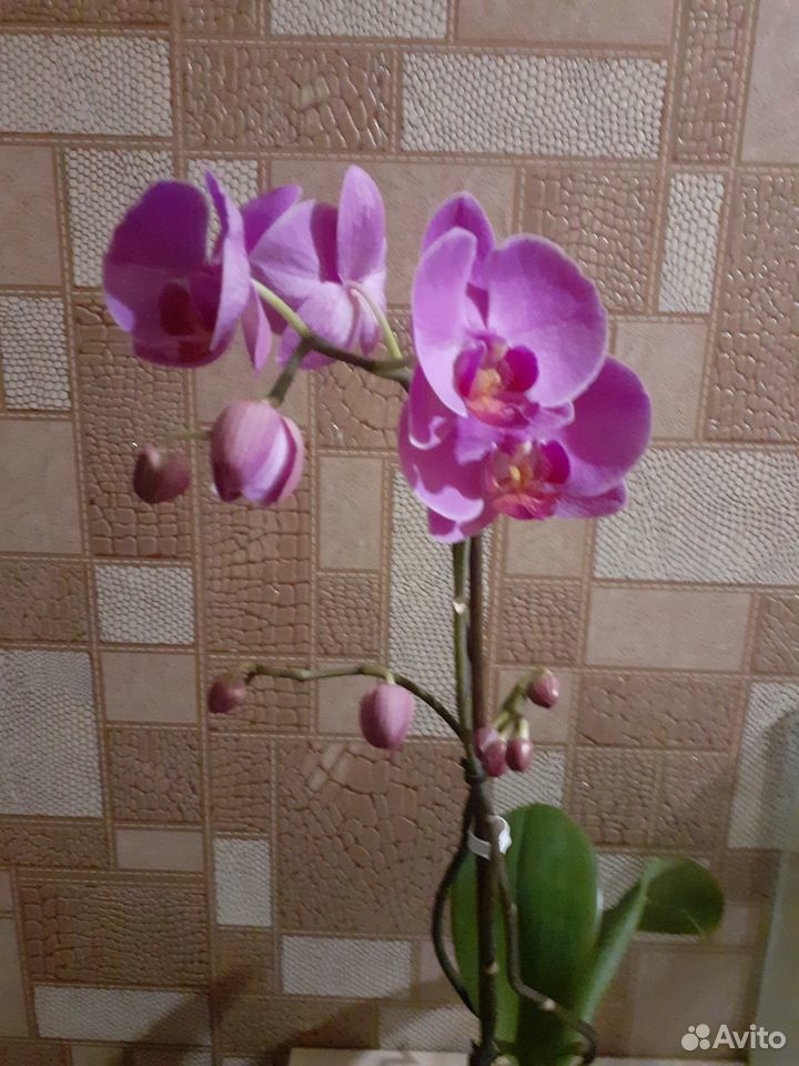 Орхидеи купить на Зозу.ру - фотография № 1