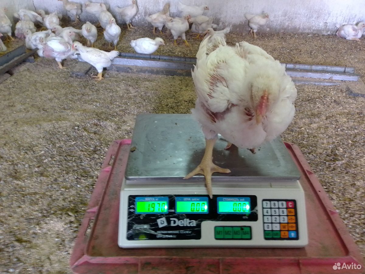 Цыплята бройлер кобб 500 возраст 28 дней купить на Зозу.ру - фотография № 4