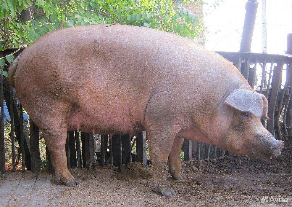 Продам свиноматку Вьетнам и свиноматку Дюрок купить на Зозу.ру - фотография № 2