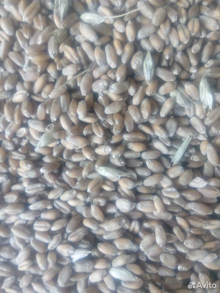 Зерно ячмень,пшеница купить на Зозу.ру - фотография № 1