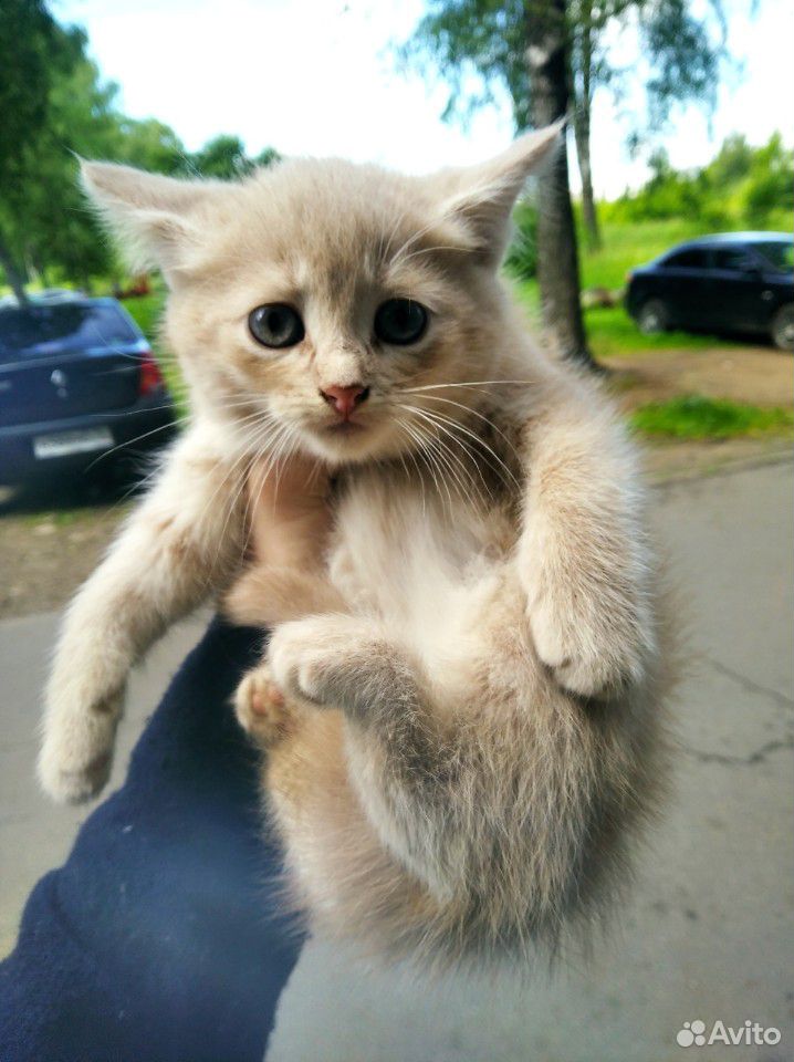 Котёнок (кошка) купить на Зозу.ру - фотография № 8