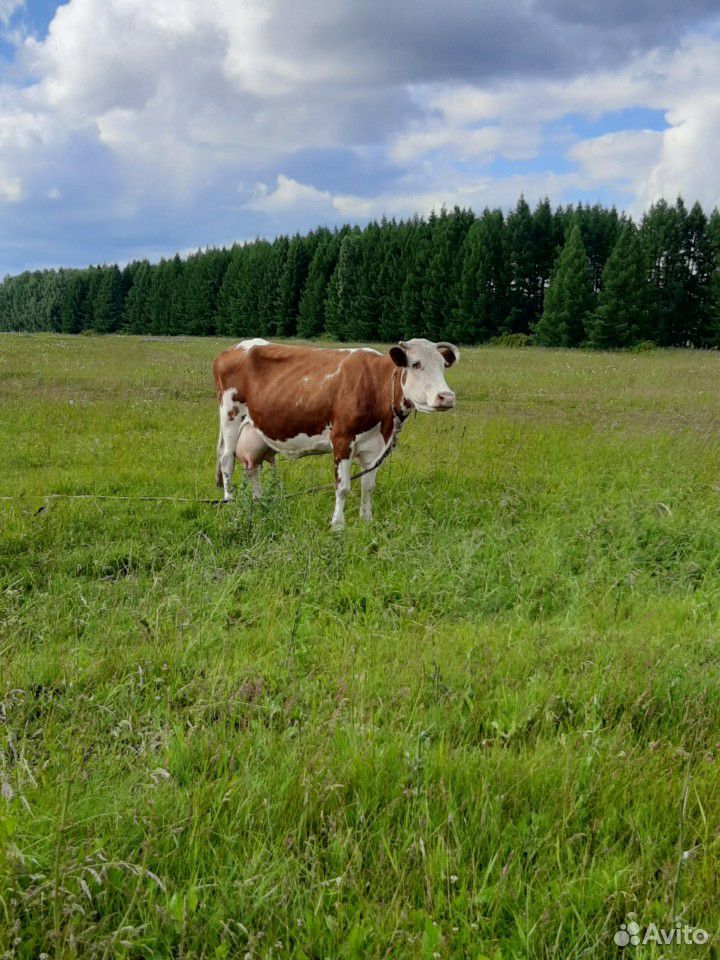 Корова,молочная купить на Зозу.ру - фотография № 1