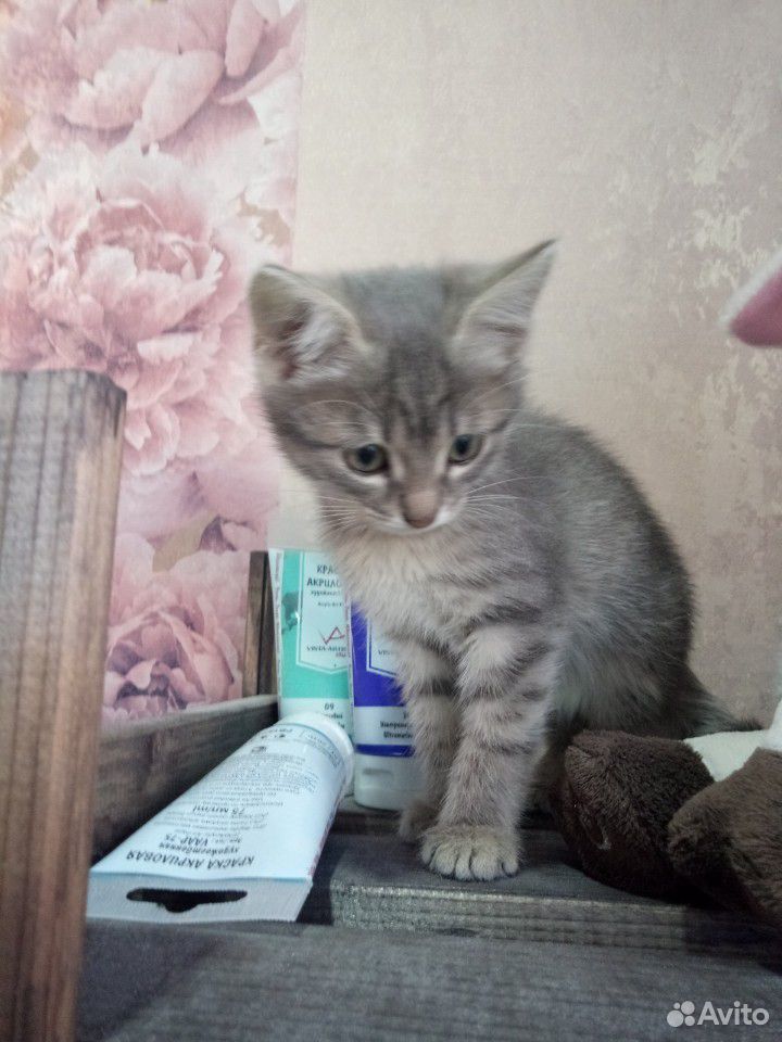 Кошка котенок купить на Зозу.ру - фотография № 2
