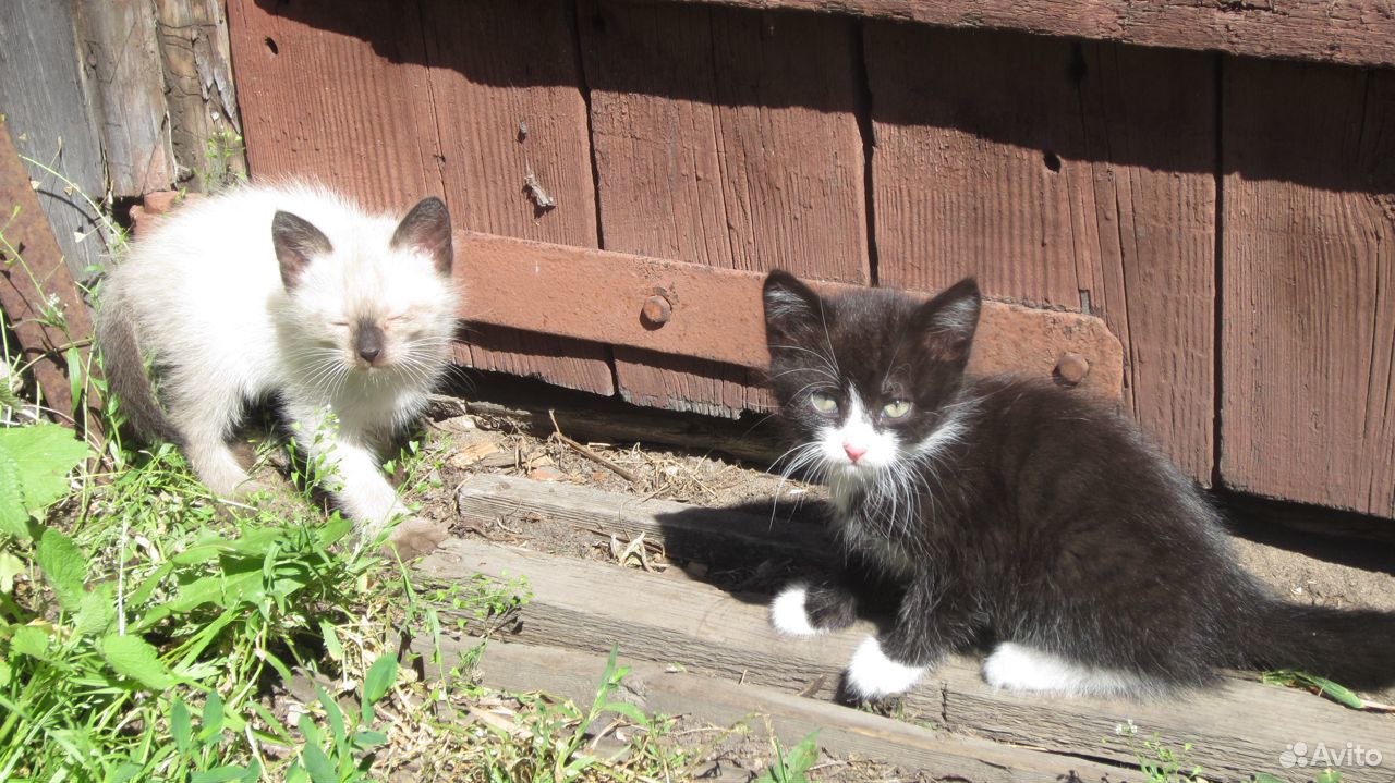 Месячные котята купить на Зозу.ру - фотография № 2