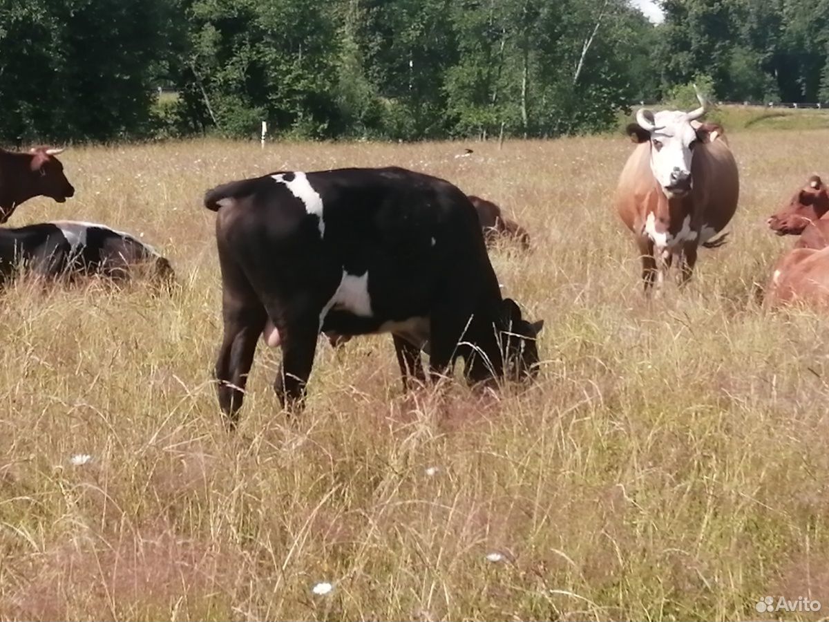Корова, тёлка 2.5 года, бычок 1.5 годовалый, 2 тел купить на Зозу.ру - фотография № 7