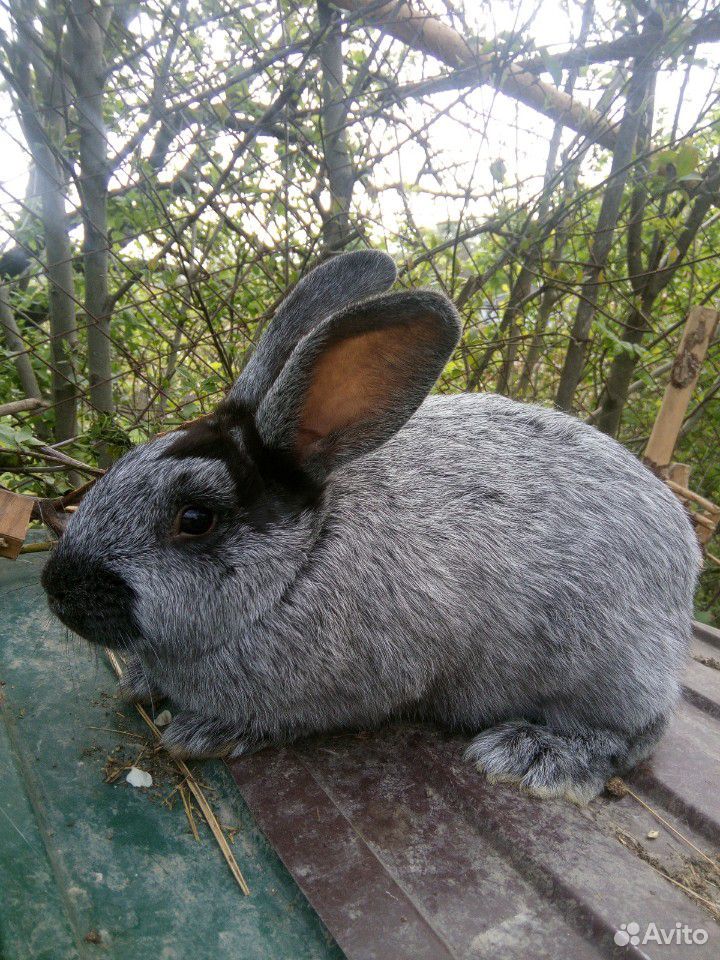 Кролики порода Серебро купить на Зозу.ру - фотография № 1