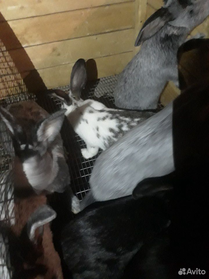 Кролики есть строгачи с крольчитами купить на Зозу.ру - фотография № 8