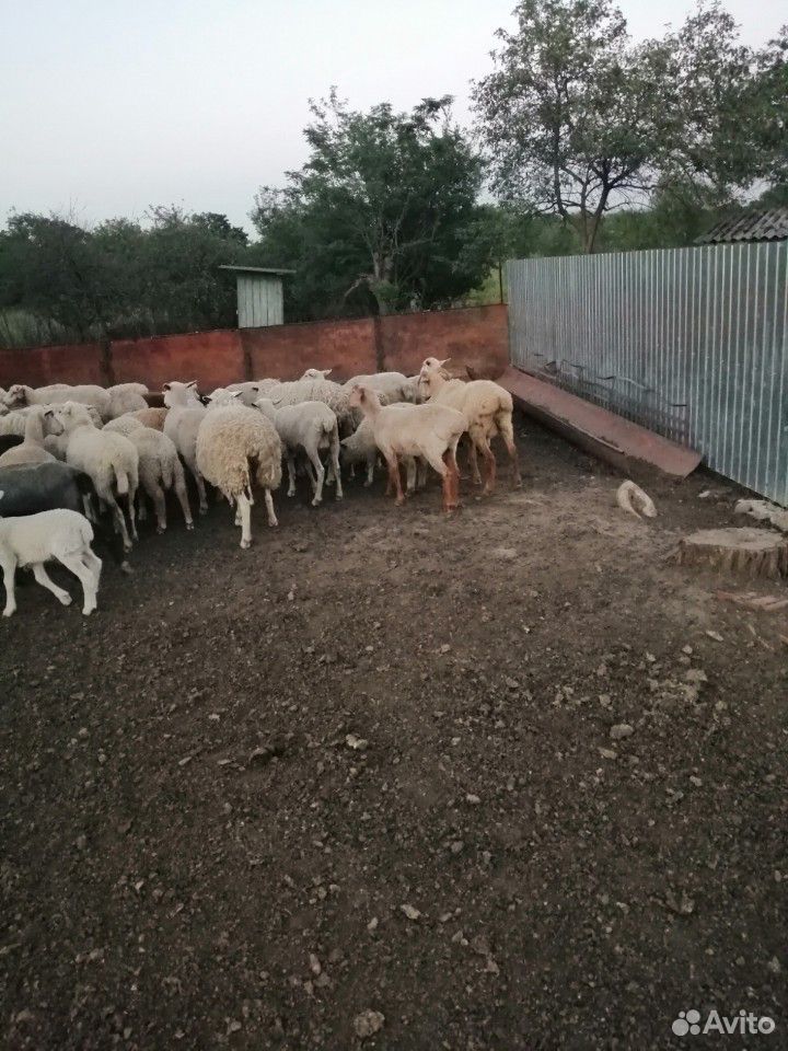 Продам овец и ягнят купить на Зозу.ру - фотография № 1