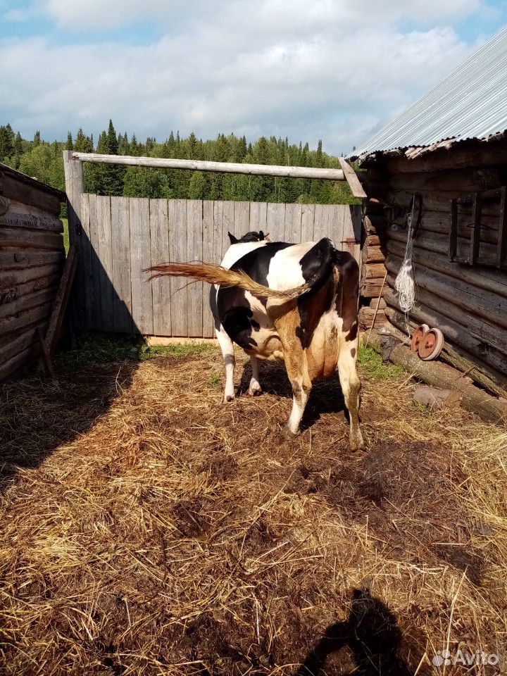 Корова, 2 быка, бычки купить на Зозу.ру - фотография № 5