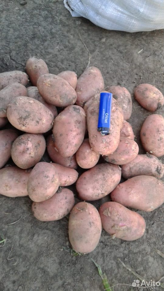 Картофель, лук, свёкла,морковь, Бондюэль купить на Зозу.ру - фотография № 2