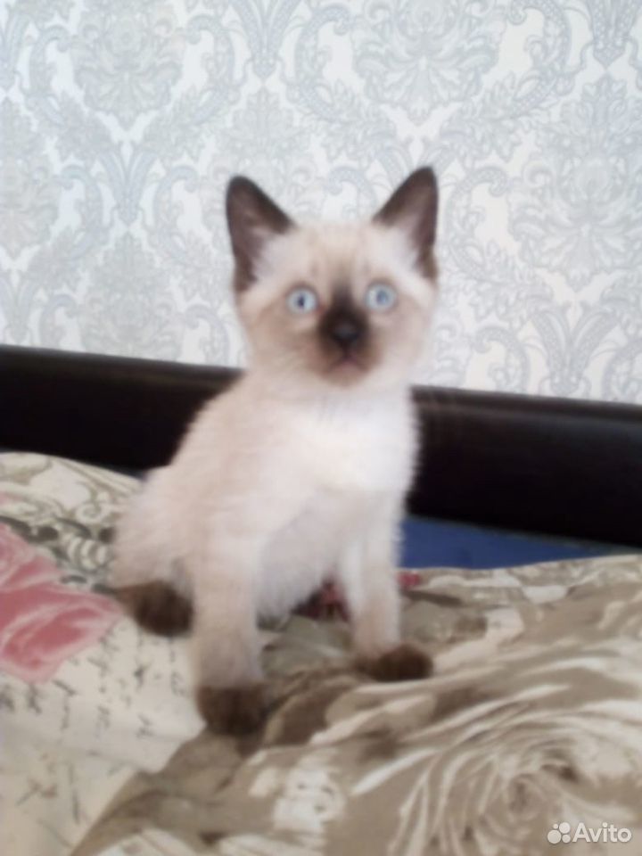 Красивый котенок купить на Зозу.ру - фотография № 3