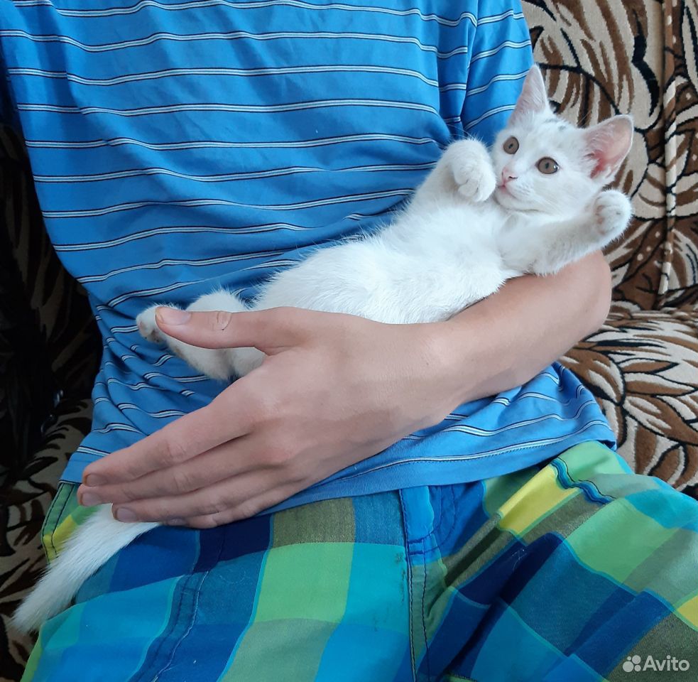 Котенок, 3 месяца, белый с золотистыми глазами купить на Зозу.ру - фотография № 4